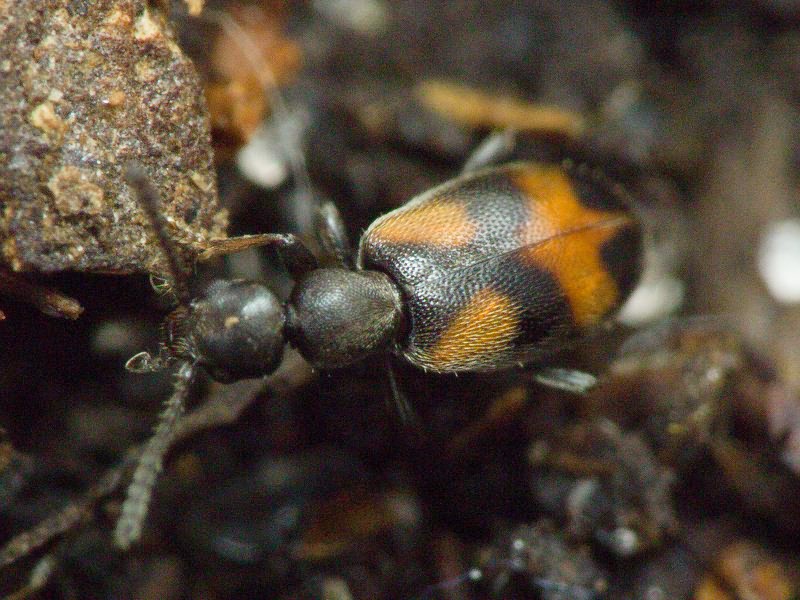 Anthicus antherinus (Linnaeus, 1761)